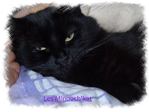 Minouch'kat